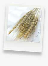 Load image into Gallery viewer, 15x Realistic Barley and Wheat Photography Props